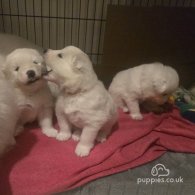 Samoyed - Dogs