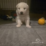 Samoyed - Dogs