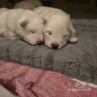 Samoyed - Dogs