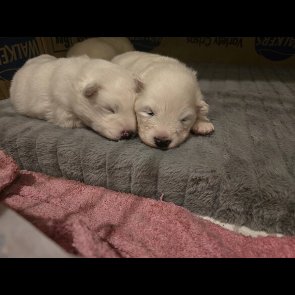 Samoyed - Dogs