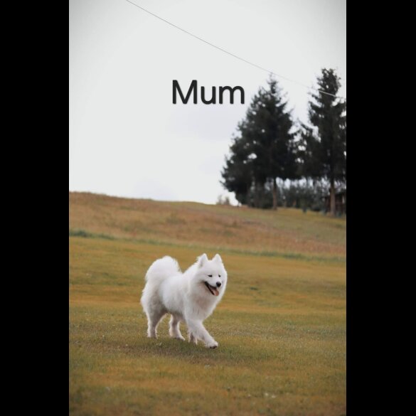 Samoyed - Dogs