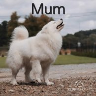 Samoyed - Dogs