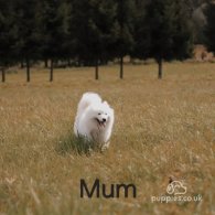 Samoyed - Dogs