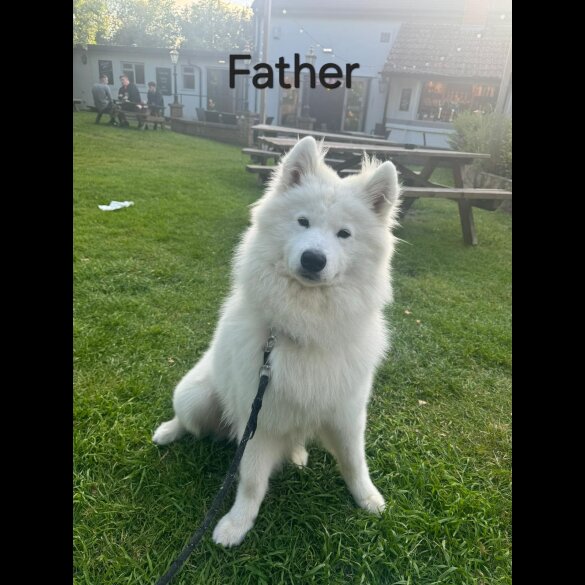 Samoyed - Dogs