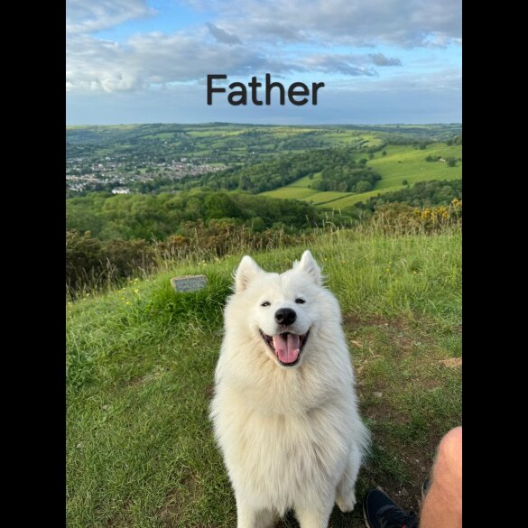 Samoyed - Dogs