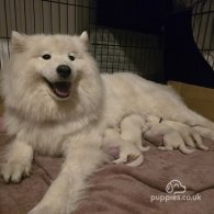 Samoyed - Dogs