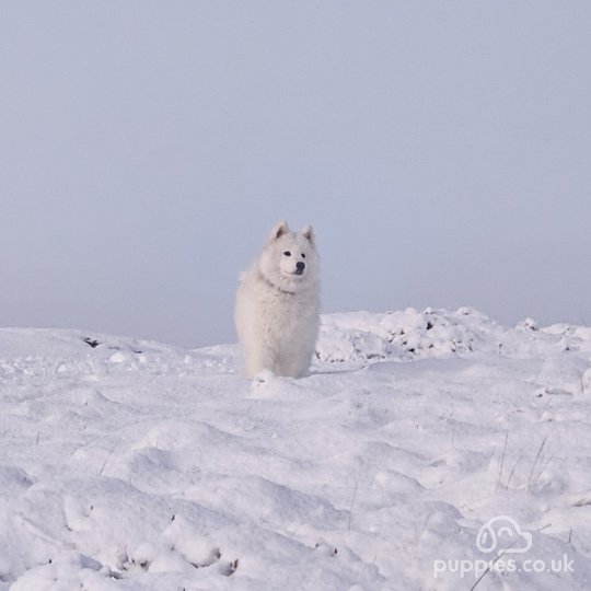 Samoyed - Both