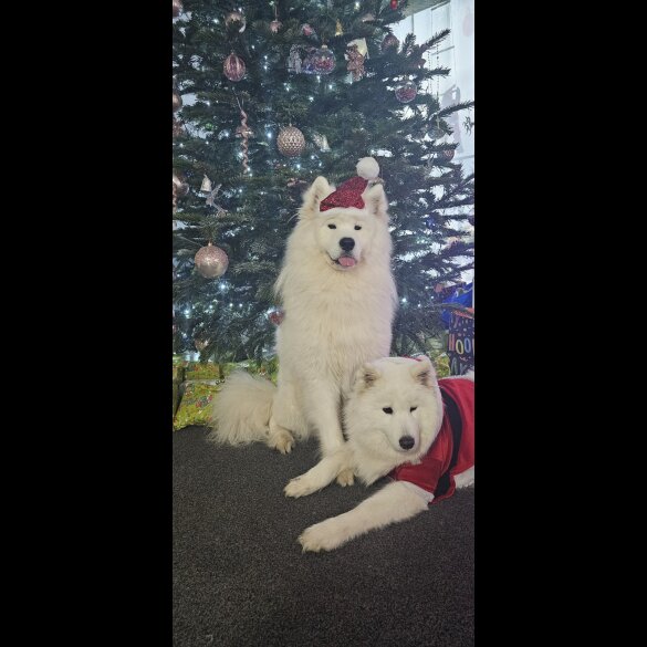 Samoyed - Both