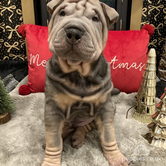 Shar Pei - Both