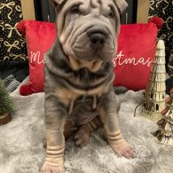 Shar Pei - Both