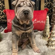 Shar Pei - Both