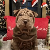 Shar Pei - Both