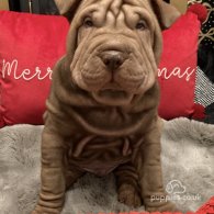 Shar Pei - Both