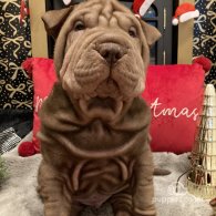 Shar Pei - Both