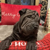 Shar Pei - Both