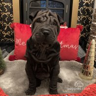 Shar Pei - Both