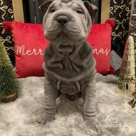 Shar Pei - Both