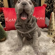 Shar Pei - Both