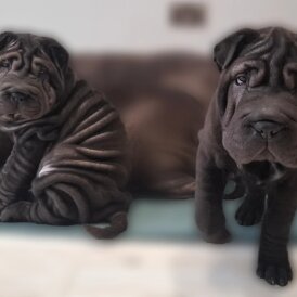 Shar Pei - Both