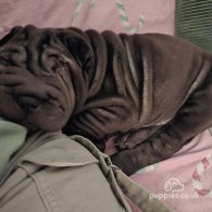 Shar Pei - Both