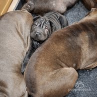 Shar Pei - Both