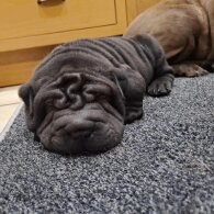 Shar Pei - Both