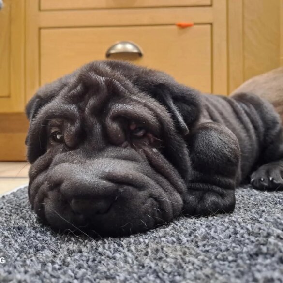 Shar Pei - Both