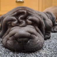 Shar Pei - Both