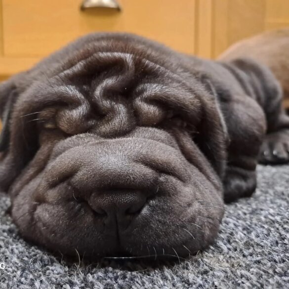 Shar Pei - Both