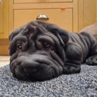 Shar Pei - Both