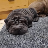 Shar Pei - Both