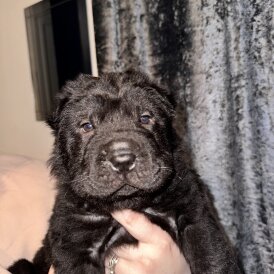 Shar Pei - Both