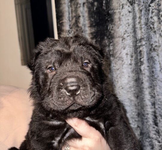 Shar Pei