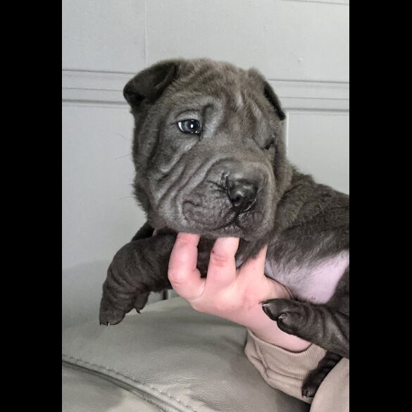 Shar Pei - Both