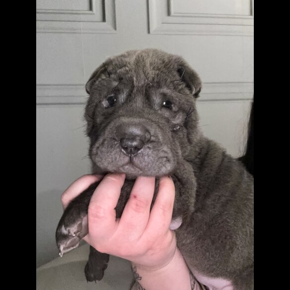 Shar Pei - Both