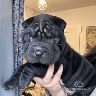 Shar Pei - Both