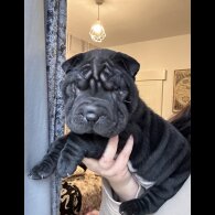 Shar Pei - Both