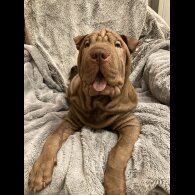 Shar Pei - Both