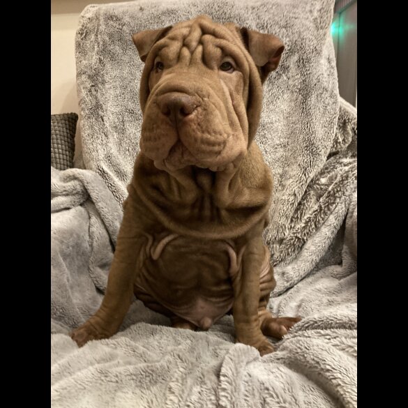 Shar Pei - Both