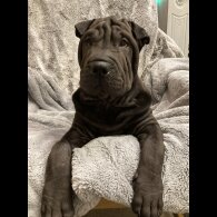 Shar Pei - Both