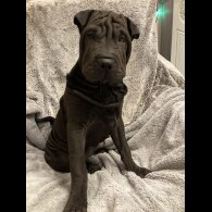 Shar Pei - Both