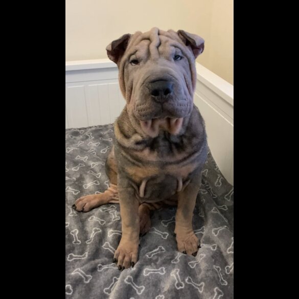 Shar Pei - Both