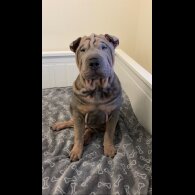 Shar Pei - Both