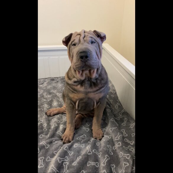 Shar Pei - Both