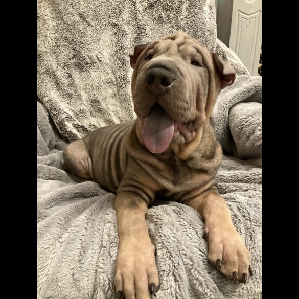 Shar Pei - Both