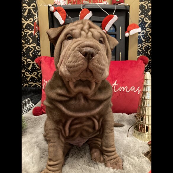 Shar Pei - Both