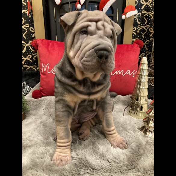 Shar Pei - Both