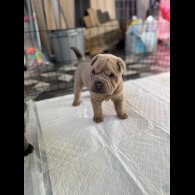 Shar Pei - Both