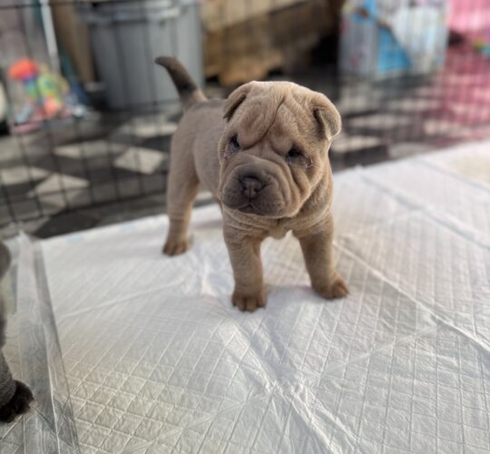 Shar Pei