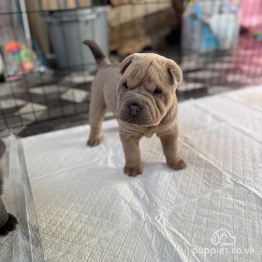 Shar Pei - Both